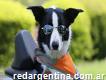 Huellitas Areco Pet Shop - Alimentos Balanceados - Baño y Peluquería Canina - Todo para Mascotas